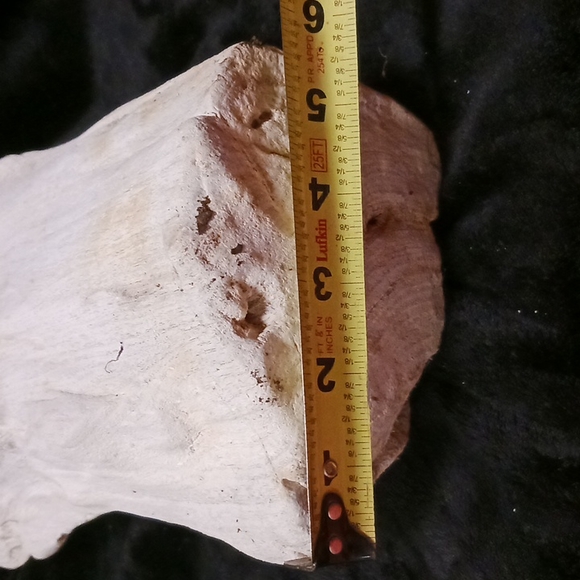 Petrified wood - Picture 4 of 16